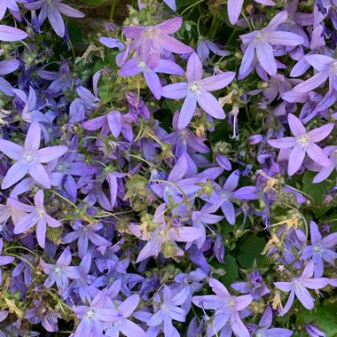 Dalmation Bellflower 'Hoffmann Blue'