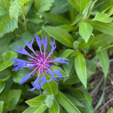 Anne's garden
