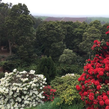 Anne's garden