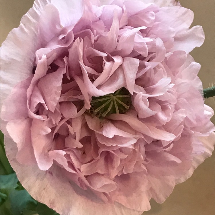 Plant image Papaver somniferum (Laciniatum Group) 'Lilac Time'