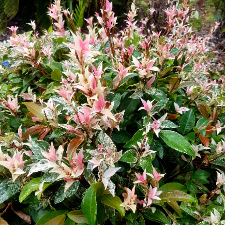plant image 1002312