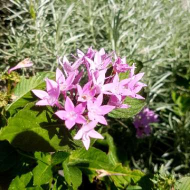 Pentas