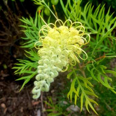 Grevillea 'Peaches and Cream'