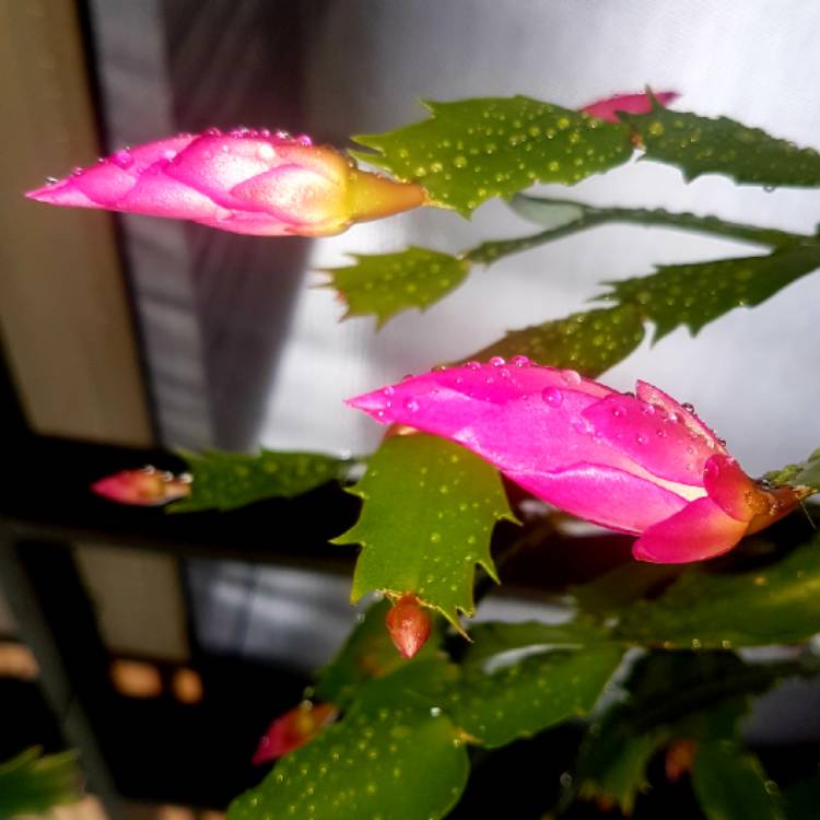 plant image 1031477