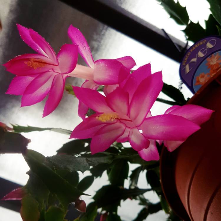 plant image 1046142