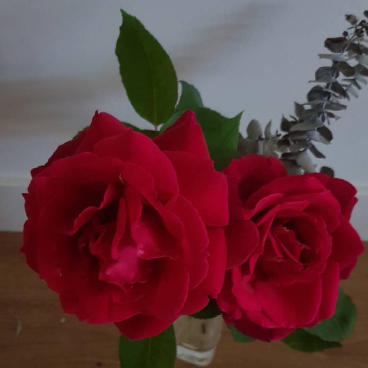 Plant image Rosa 'Mister Lincoln'