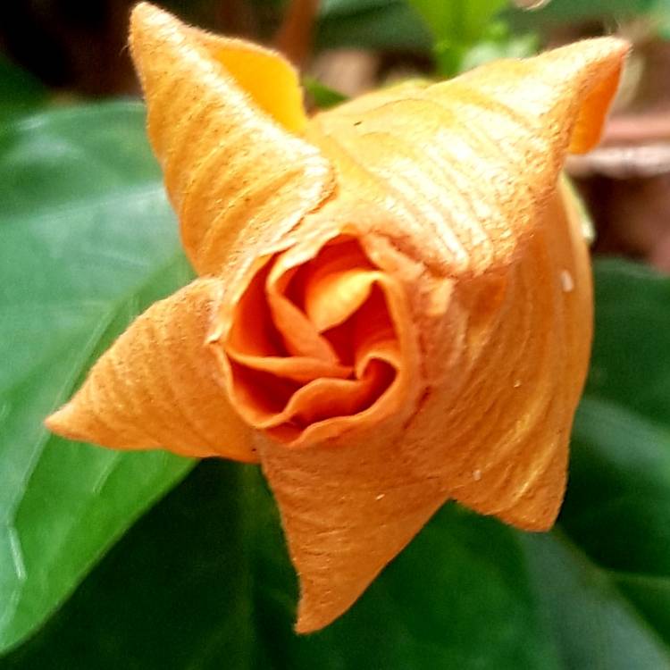 Plant image Hibiscus rosa-sinensis 'Athenacus'