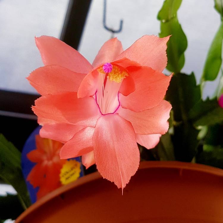 plant image 1053696