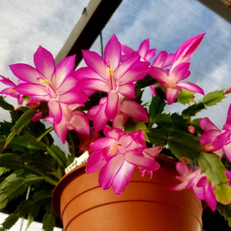 plant image 1054942
