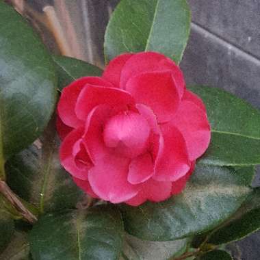 Camellia Japonica 'Black Tie'