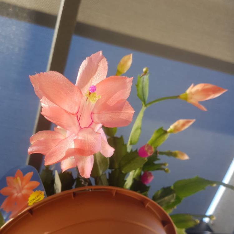 plant image 1059839