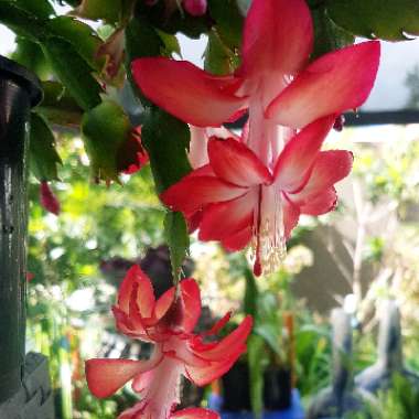 Schlumbergera Vinho