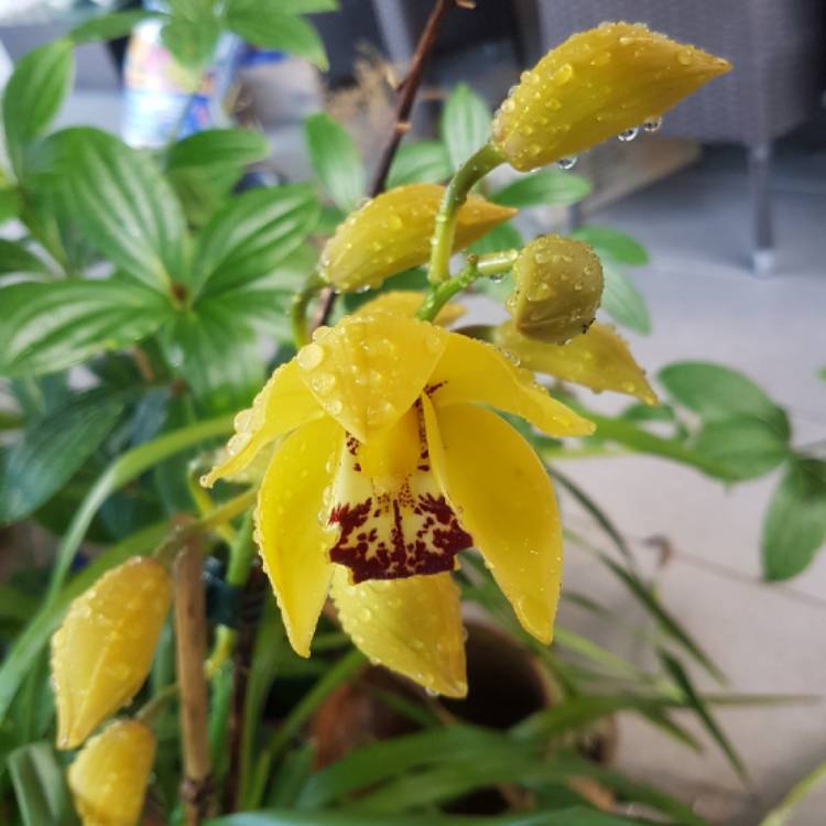 plant image 1066520 plant image 1066520