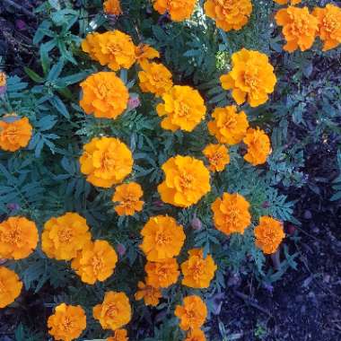 Tagetes