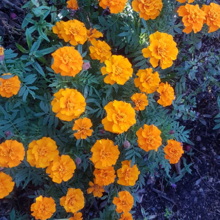 plant image 1082539 plant image 1082539