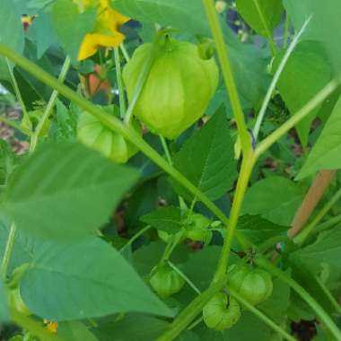 Physalis philadelphica 'Verde'