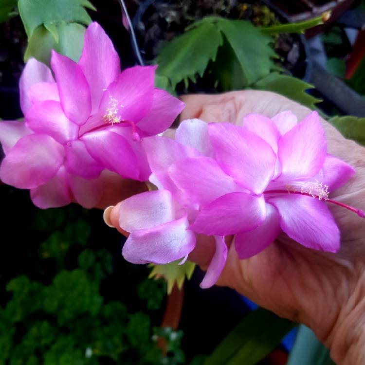 Plant image Schlumbergera truncata Rosa