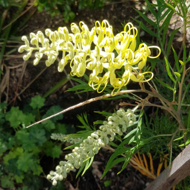 plant image 1096019 plant image 1096019