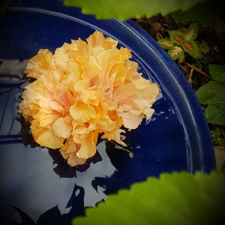 Plant image Hibiscus rosa-sinensis 'Mrs Andreasen'