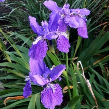 Iris Hookeriana