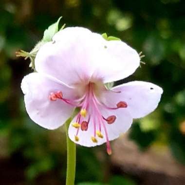 Geranium x cantabrigiense 'Biokovo'