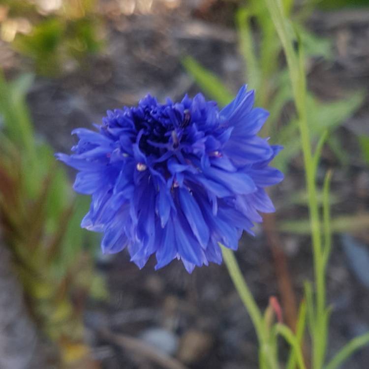 plant image 1123098