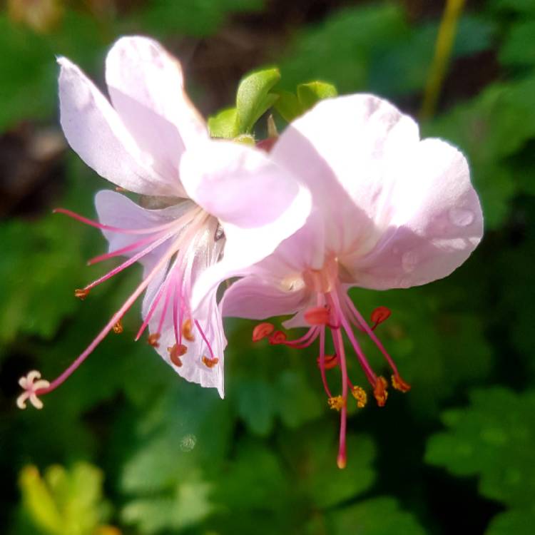 Plant image Geranium x cantabrigiense 'Biokovo'
