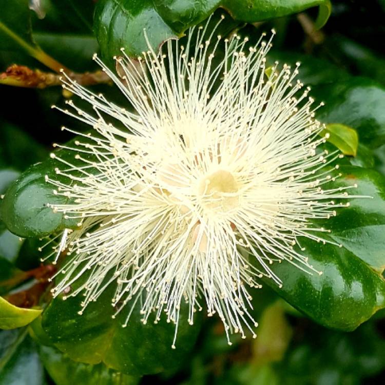 Plant image Syzygium smithii