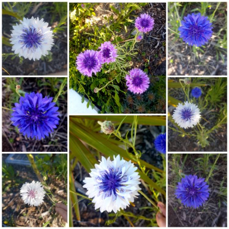 plant image 1143660