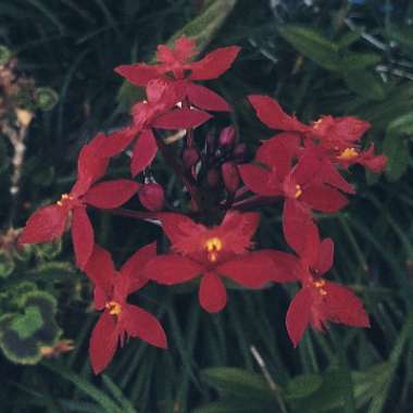 Epidendrum Ibaguense 'Burgundy 