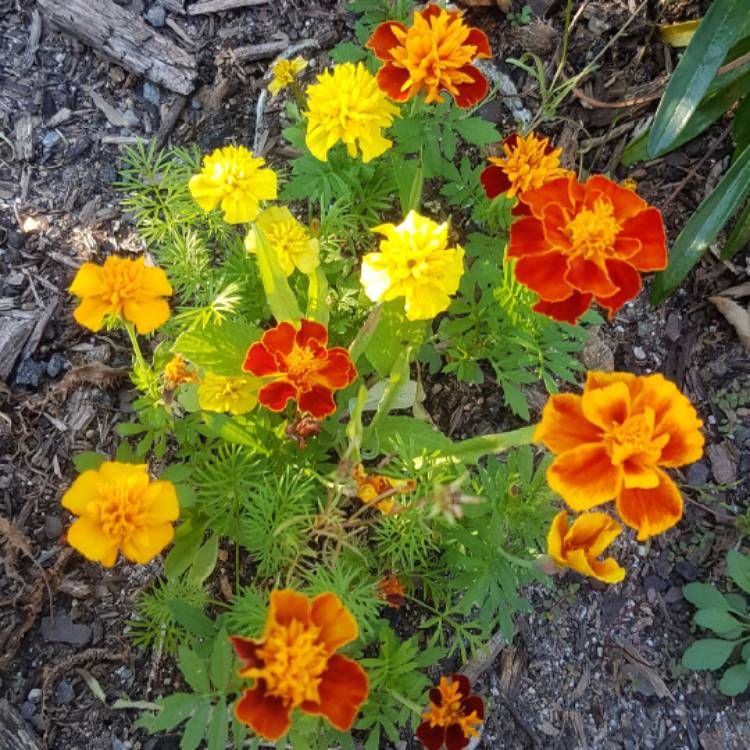 plant image 1143955 plant image 1143955