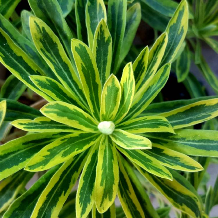 Plant image Euphorbia x martini 'Ascot Rainbow'