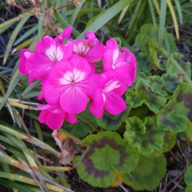 plant image 1144899 plant image 1144899