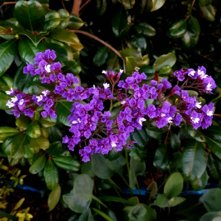 plant image 1146560