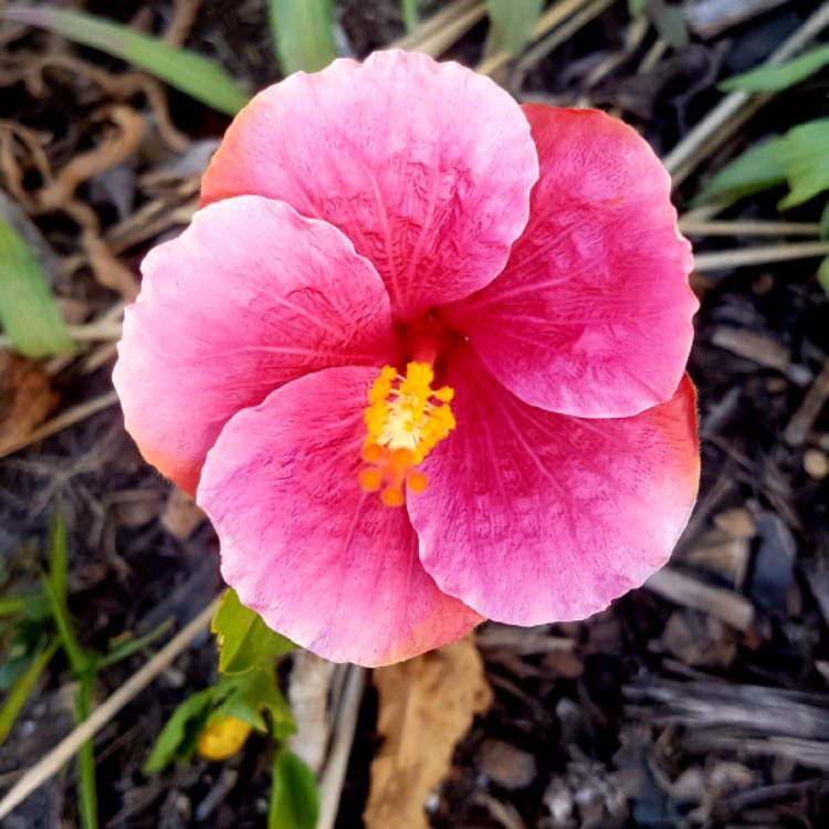plant image 1147542