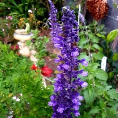 Salvia longispicata x farinacea 'Mystic Spires'