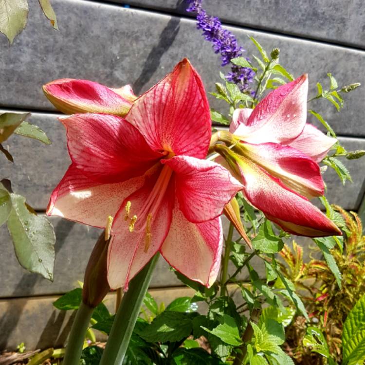 Plant image Hippeastrum (Diamond Group) 'Charisma'