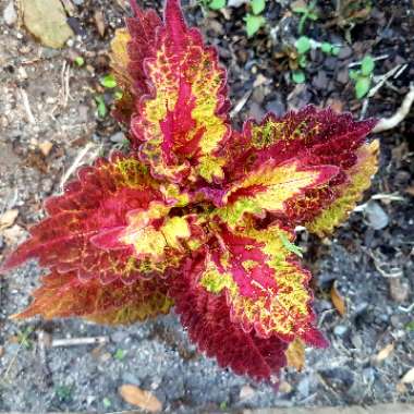 Solenostemon scutellarioides 'Autumn'