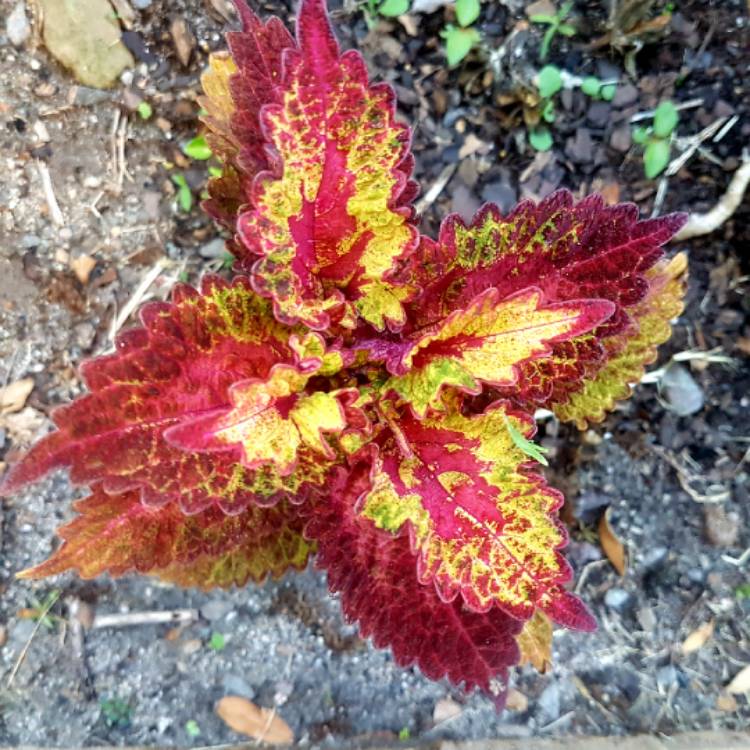 Plant image Solenostemon scutellarioides 'Autumn'