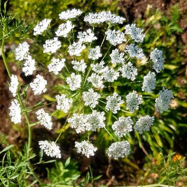 Ammi majus