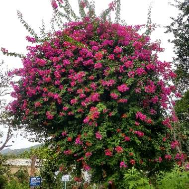 Bougainvillea