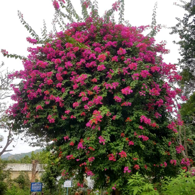 plant image 1193902