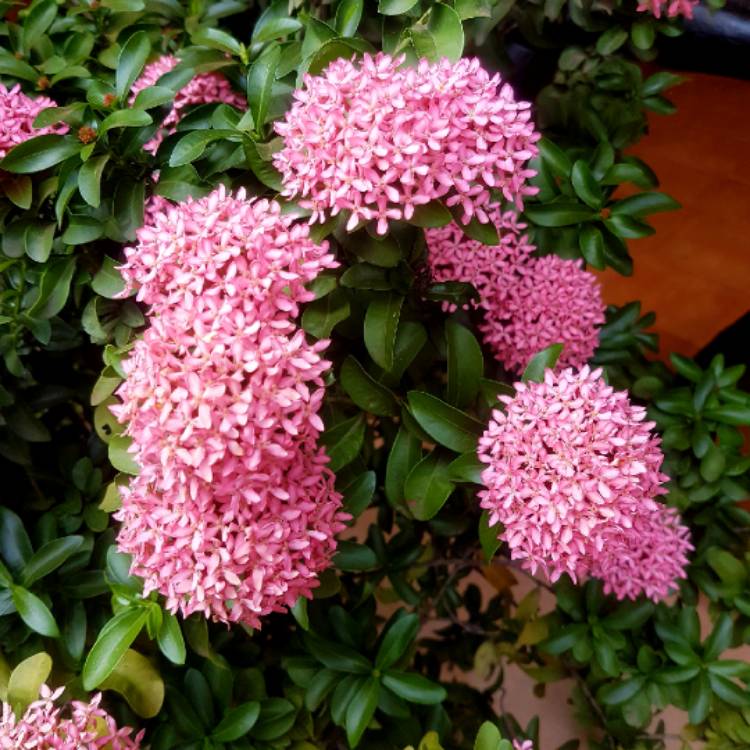 Plant image Pentas