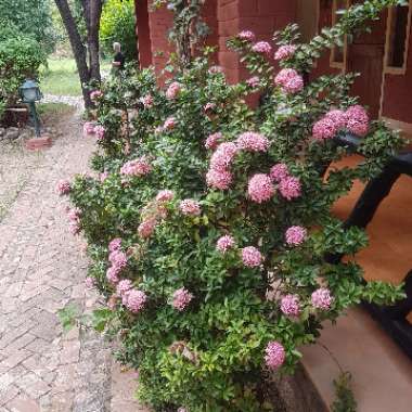 Pentas
