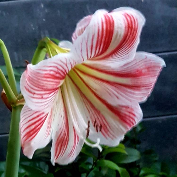 plant image 1194802