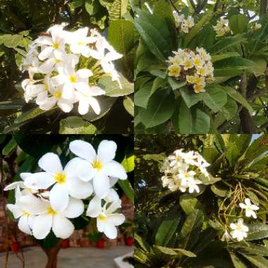 Plumeria