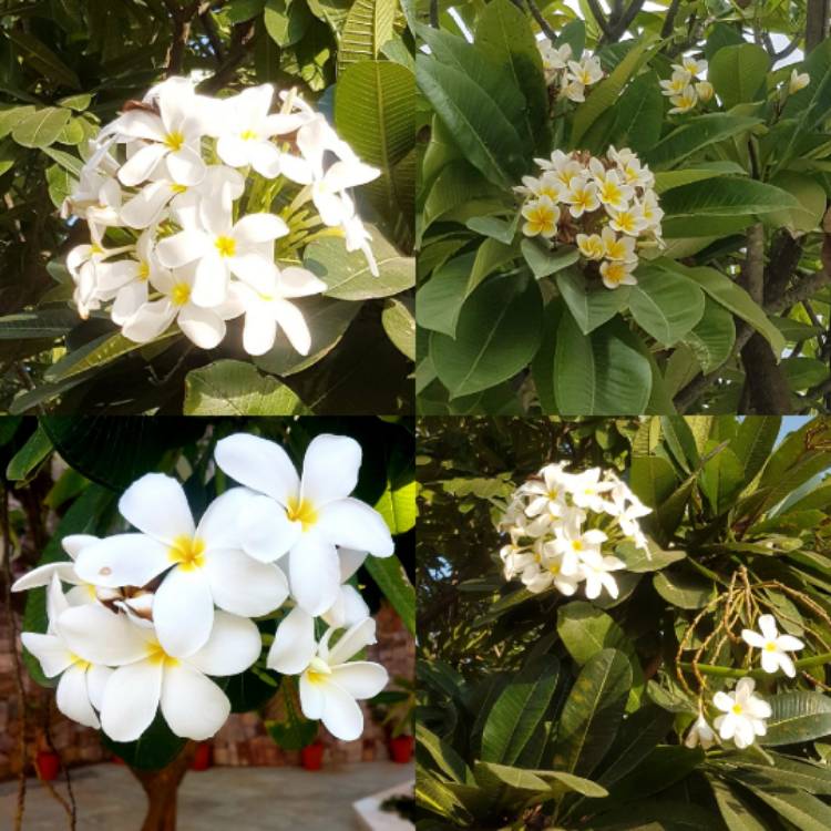 Plant image Plumeria