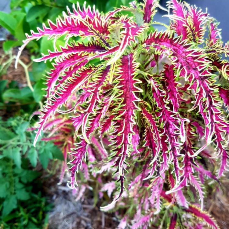 plant image 1200949 plant image 1200949