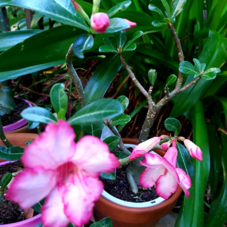 Plant image Adenium obesum