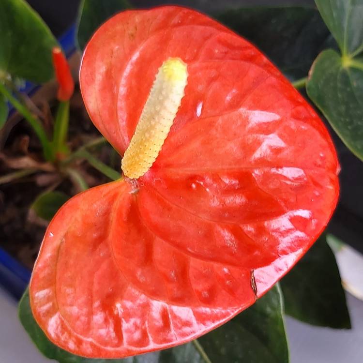 plant image 1204715